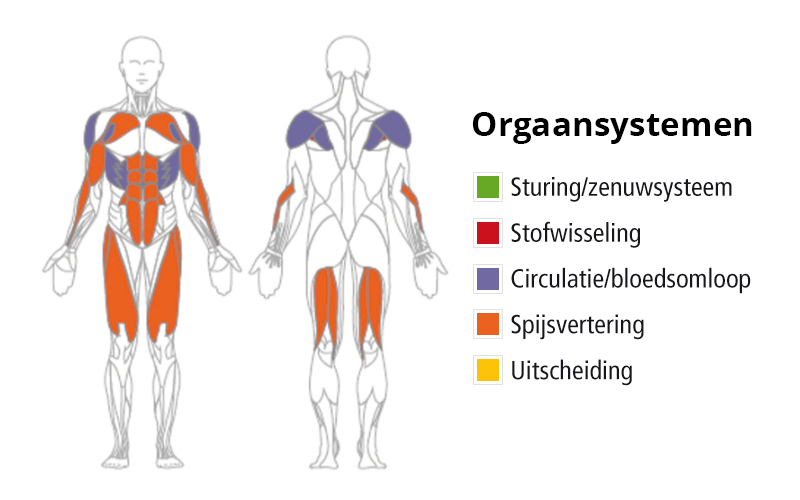 Menselijk Lichaam Orgaansystemen Ontdek Hoe Mensen Werken In Explore: